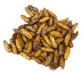 Fried silkworm pupa on a white background