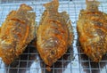 Fried tilapia fish Royalty Free Stock Photo
