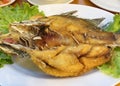 fried tilapia fish with tomato on white dish Royalty Free Stock Photo