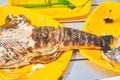 Fried trout grill on the plate Royalty Free Stock Photo