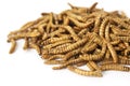 Edible fried worms Royalty Free Stock Photo