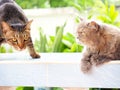 Friend between black thai cat and gray percian cat