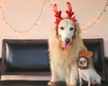 Golden retriever dog and white short hair  chihuahua dog wearing reindeer headband sitting close together on couch Royalty Free Stock Photo