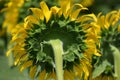 Back side of Huge sunflower in Bailey Texas