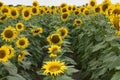 Field of Huge sunflowers in Bailey Texas