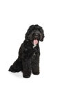 Young black Labradoodle playing isolated on white studio background