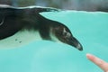 Humboldt African Penguin