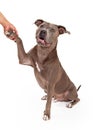 Friendly American Staffordshire Terrier Dog Royalty Free Stock Photo