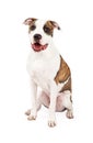 Friendly American Staffordshire Terrier Dog Sitting Royalty Free Stock Photo