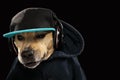 American staff terrier dog and music Royalty Free Stock Photo