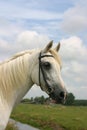 Friendly arabian horse Royalty Free Stock Photo