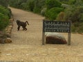 Friendly Baboon at the National Park in Cape Point, South Africa Royalty Free Stock Photo