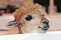 Friendly baby alpaca looking over fence