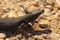 Black balear lizard