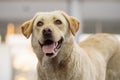 Friendly beige dog face