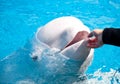 Friendly Beluga Whale Royalty Free Stock Photo
