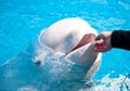 Friendly Beluga Whale Royalty Free Stock Photo
