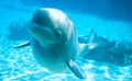 Friendly Beluga Whale Royalty Free Stock Photo