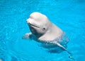 Friendly Beluga Whale Royalty Free Stock Photo