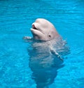 Friendly Beluga Whale Royalty Free Stock Photo