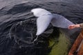 Friendly beluga whale shows tail before diving deep