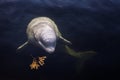 Friendly beluga whale looks up from underwater