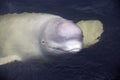 Friendly beluga whale looks up from underwater