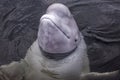 Beluga whale shows its head from underwater looking at the viewer