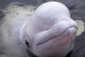 Friendly beluga whale raises head from the water up close with mouth shut Royalty Free Stock Photo