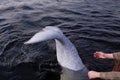 Friendly beluga whale shows tail before diving deep Royalty Free Stock Photo