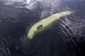 Friendly beluga whale swims across and looks up from underwater