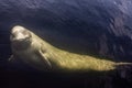 Friendly beluga whale looks up from underwater