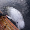 Friendly beluga whale swims near deck and gives handshake