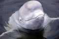 Friendly beluga whale up close with mouth shut Royalty Free Stock Photo