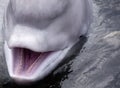 Friendly beluga whale up close with open mouth