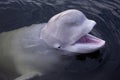 Friendly beluga whale up close with open mouth