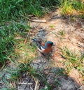 Friendly bird in the city Park