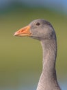 Friendly bird Head of Greylag goose