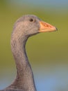 Friendly bird Head portrait of Greylag goose