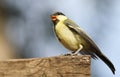 Friendly Bird Paridae