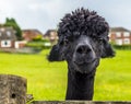 A friendly black Alpaca in Charnwood Forest