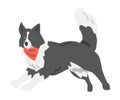 Friendly Border Collie Dog, Playful Shepherd Pet Animal with Black White Coat in Red Neckerchief Cartoon Vector Royalty Free Stock Photo