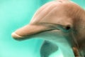 Friendly bottlenose dolpin looking at you Royalty Free Stock Photo