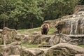 Friendly brown bear walking in zoo. Cute big bear stony landscape nature background. Zoo concept. Animal wild life Royalty Free Stock Photo