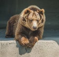 Friendly brown bear