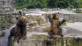 Friendly brown bears sitting and waving a paw in the zoo