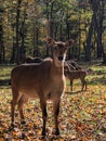 Brown deer at zoo in West Bend, Wisconsin