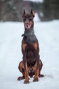 Friendly brown Dobermann dog sitting on snow outdoor at winter season