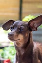 Friendly brown pinscher dog portrait outdoor