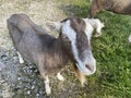 Friendly brown and white goat near, Halton Gill, Skipton, UK Royalty Free Stock Photo